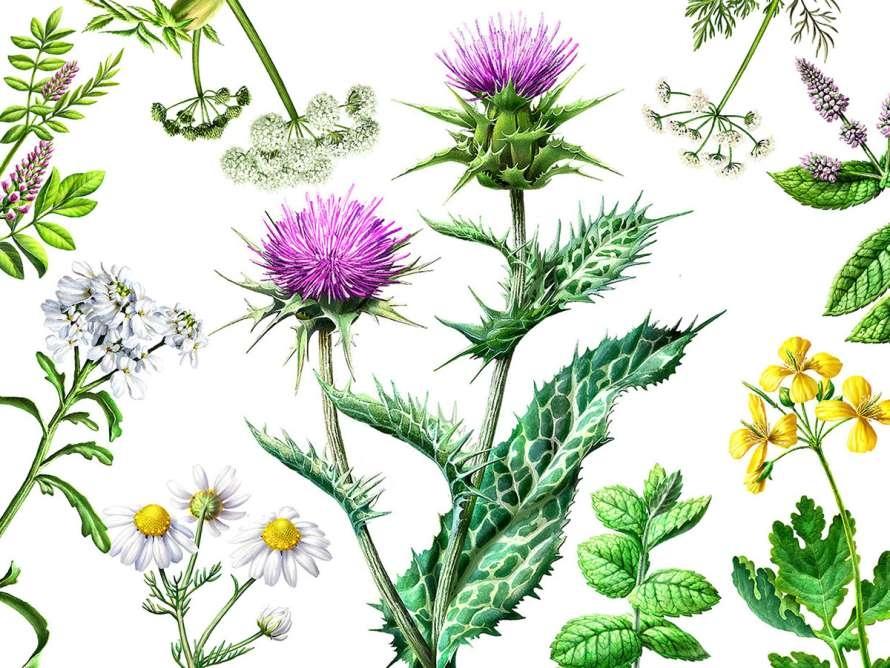 TALLER FAMILIAR: ILUSTRACI�N BOT�NICA: EL LENGUAJE FLORAL A TRAV�S DE LAS MANCHAS